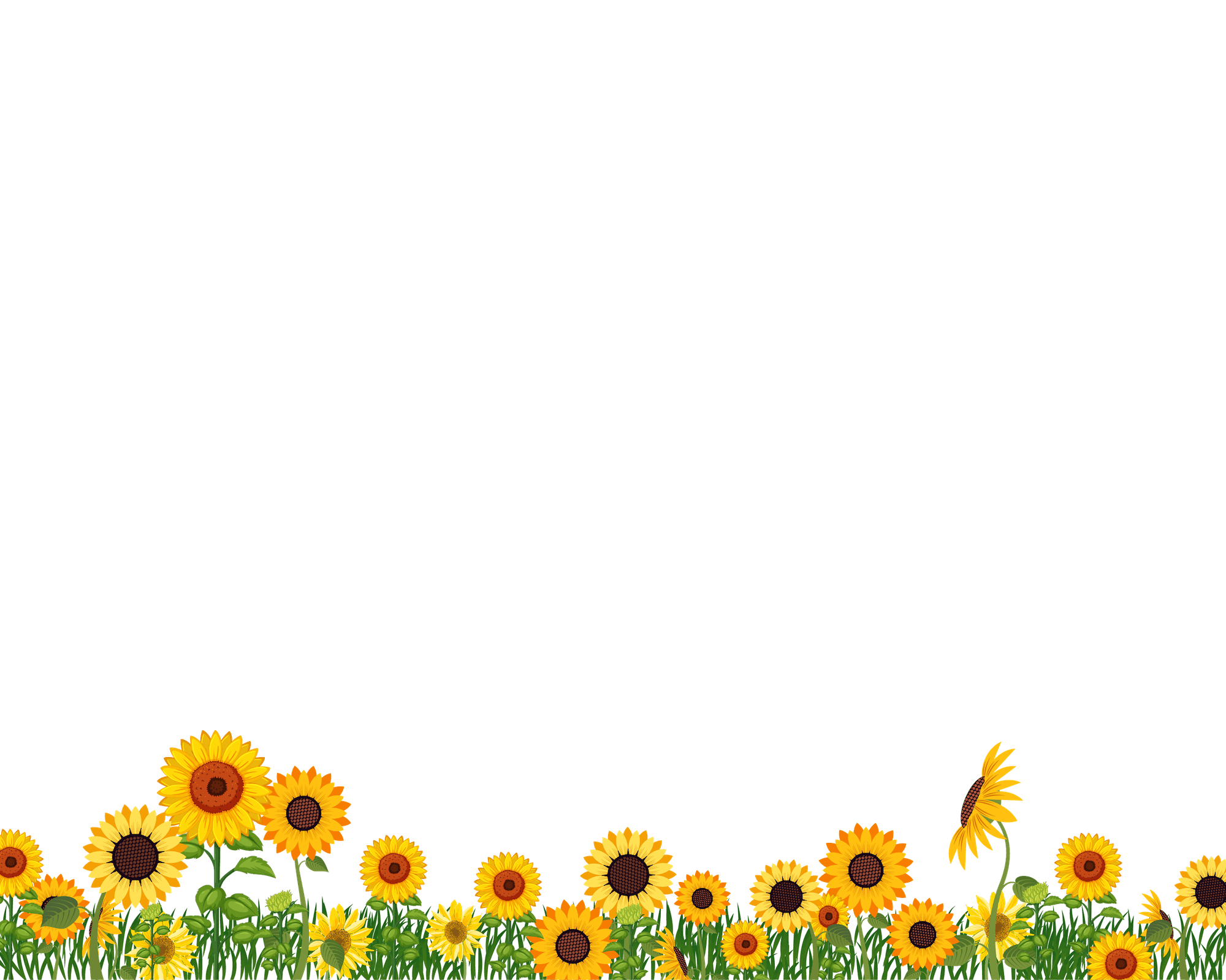 Sunflowers